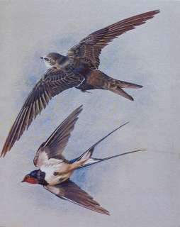 20 STRETCHED NEEDLEPOINT WOVEN PAINTING SWALLOW BIRDS  