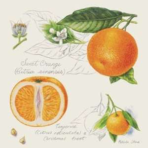 Petula Stone Sweet Orange and Tangerine 8x8 Poster:  Home 