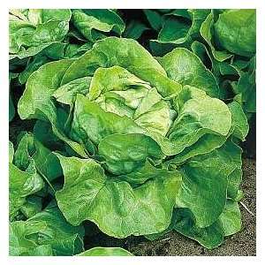   Morgan Fatima Butterhead Lettuce Organic SEEDS: Patio, Lawn & Garden
