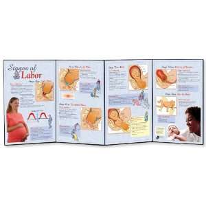 3B Scientific W43155 Stages of Labor Folding Display, 58 Length x 22 