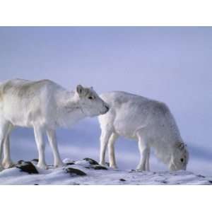 Pearys Caribou Break Through Pack Ice to Forage for Vegetation 