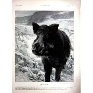  Wild Boar Pig Animal Specht French Print 1903: Home 