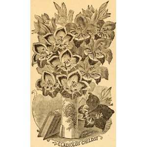  1892 Print Gladiolus Childsi Gladiola Flower Blanc Vase 