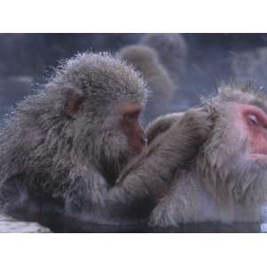  Snow Monkeys Grooming While Soaking in a Hot Spring 