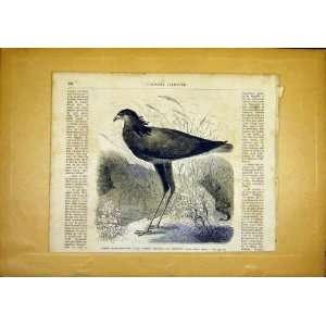  Bird Snake Eater French Print 1866 Animal