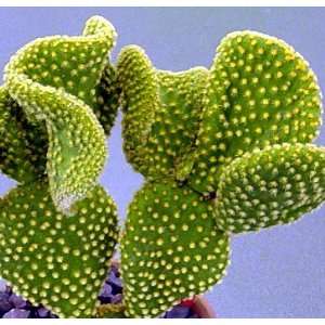   Coral Cactus Plant   3 Clay Pot   Easy to Grow!: Patio, Lawn & Garden