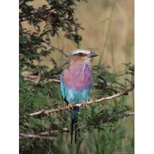 Lilac Breasted Roller (Coracias Caudata), Kruger National Park, South 