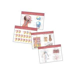  Milady Student Reference Wall Chart For Anatomy: Beauty