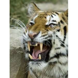 Siberian Tiger Growls and Shows its Teeth at the Henry Doorly Zoo 