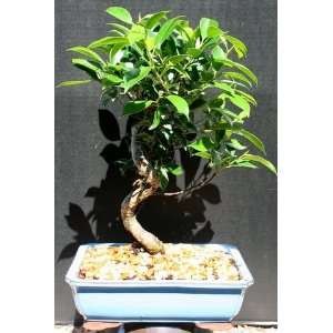 Imported Ficus Retusa by Sheryls Shop:  Grocery & Gourmet 