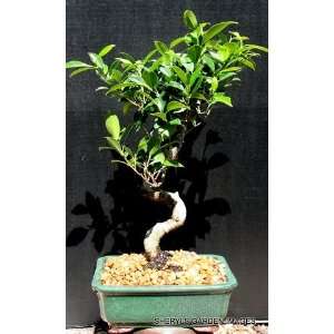 Ficus Retusa Bonsai Tree by Sheryls Shop:  Grocery 