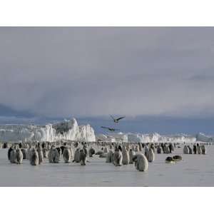  A Colony of Emperor Penguins Convenes at Cape Crozier in 