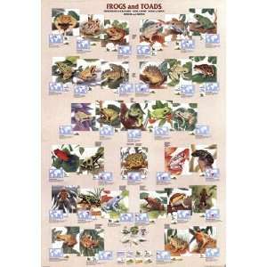  Frogs and Toads   Poster (27x39)