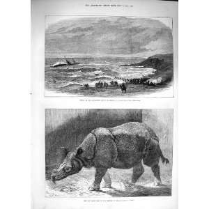  1874 Ship Wreck Queen Elizabeth Calaparra Rhinocerous 