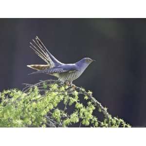 Cuckoo, Adult Male Perched on Larch in Spring, Scotland Photographic 