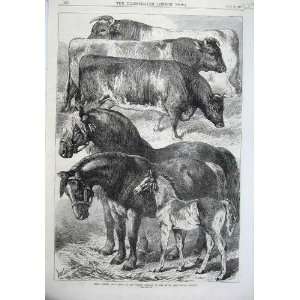  1870 Prize Horses Cattle Oxford Agricultural Society: Home 