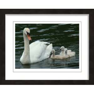  Swan with Cygnets