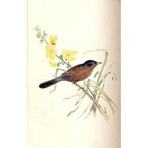  Dartford Warbler Meyer H/C Birds 1842 50
