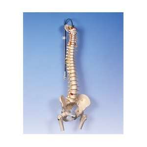  Deluxe Flexible Spine with Femur Heads Health & Personal 