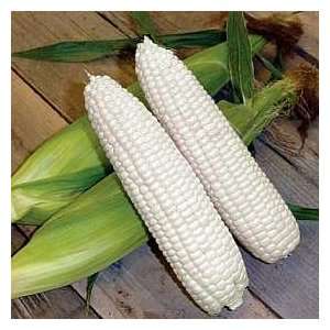  Mirai White M421 F Sweet Corn 50 Seeds   Eat Raw/Cooked 