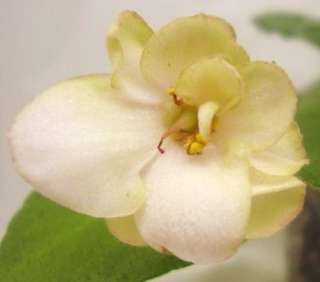 Eros, SM. SD peachy pink pansy/some green around back and edges of 