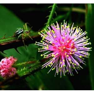  SENSITIVE PLANT Mimosa Pudica 3 seeds Patio, Lawn 