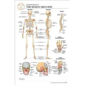 11 x 17 Post It Anatomical Chart: HUMAN SKELETON:  