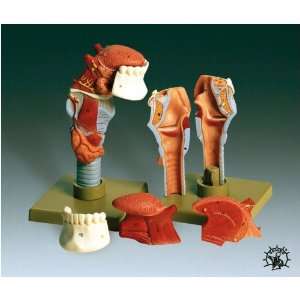 Human Larynx With Tongue Model  Industrial & Scientific