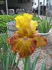 bearded iris bulbs  