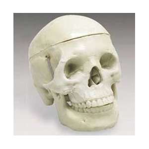    Mr Thrifty 4th Quality Skull   Halloween Prop: Everything Else