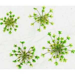  Zink Color Nail Art Dried Flower Babysbreath Green 4Pc 