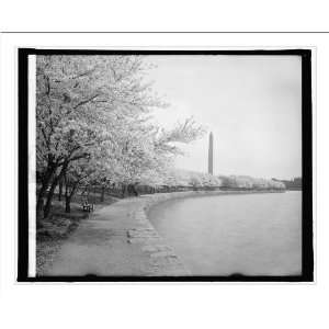 Historic Print (M) Japanese cherry trees, [Washington, D.C.]  