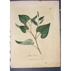  Piper Longum Flora Fauna Flower Colour Antique Print: Home 