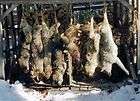 19 Live Hunting Calls Coyote Fox Raccoon SkunkCalls  