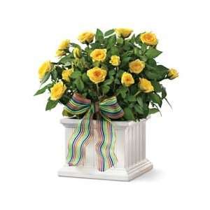  Wainscot Rose Box Plant Gift Patio, Lawn & Garden