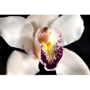  White Orchid Close Up Flower Photograph