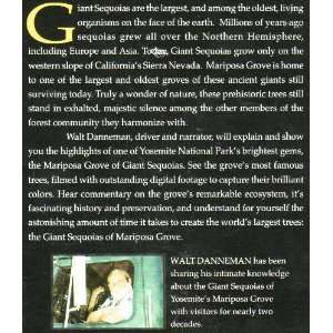  Mariposa Grove The Giant Sequoias Walt Danneman Movies 