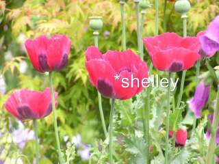 Afghan Hot Pink Papaver Somniferum Poppy 1000 Seeds  