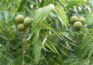   Walnut, Juglans nigra, Tree Seeds (Hardy, Edible, Fall Colors)  
