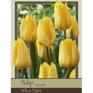   Tulip Triumph Yellow Flight Pack of 50 Bulbs Patio, Lawn & Garden