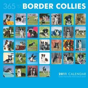   Border Collies 365 Days 2011 Wall Calendar 12 X 12 Office Products