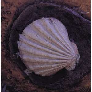  Bon Sea Life Stamp   Scallop Shell 13