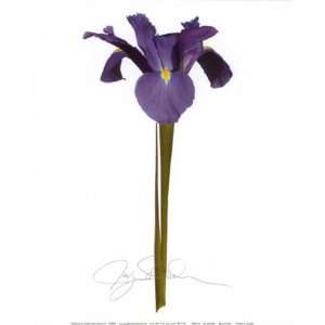  Blue Iris   Poster by Jay Schadler (15x27)