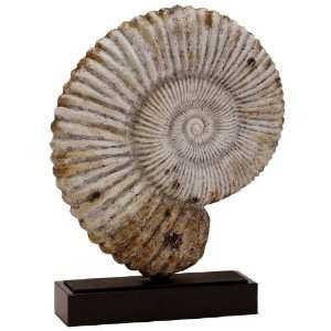 Ammonite Fossil Shell Sculpture 