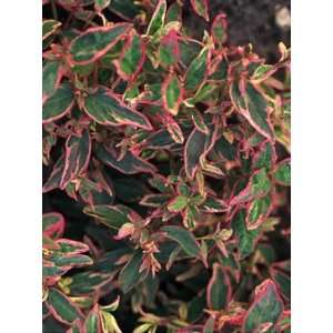  Tri Colored St. Johns Wort Perennial   Hypericum   Potted 