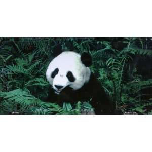    America sports Panda Bear License Plates: Sports & Outdoors