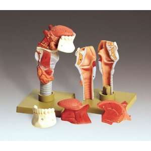  School Specialty Human Larynx & Tongue (1x)   Dissectible 