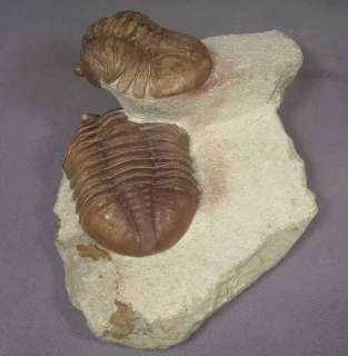   ordovician trilobites of the St. Petersburg region about 17 years