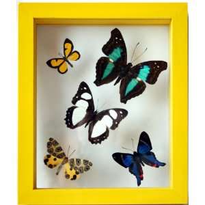  Real Butterfly Art with 5 Framed Butterflies in Yellow 