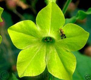Nicotiana alata “Lime Green” Flowering Tobacco 900 sds  